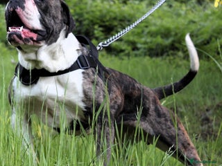 Alapaha Blue Blood Bulldog dogs for sale - Advert 1