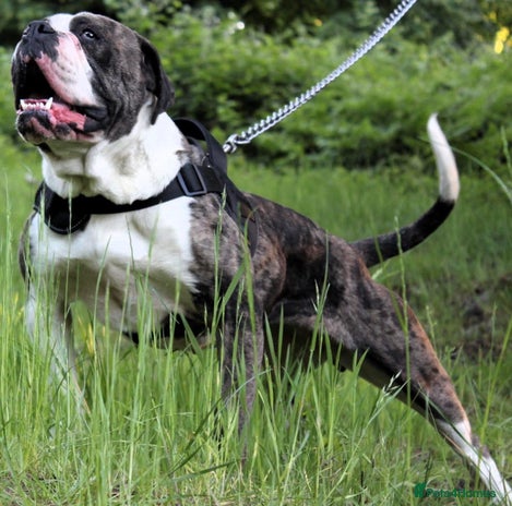 Alapaha Blue Blood Bulldog dogs - Advert 1