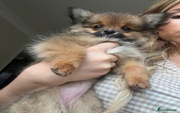Pomchi dogs for sale: Gorgeous Pomchi girl  - Image 4