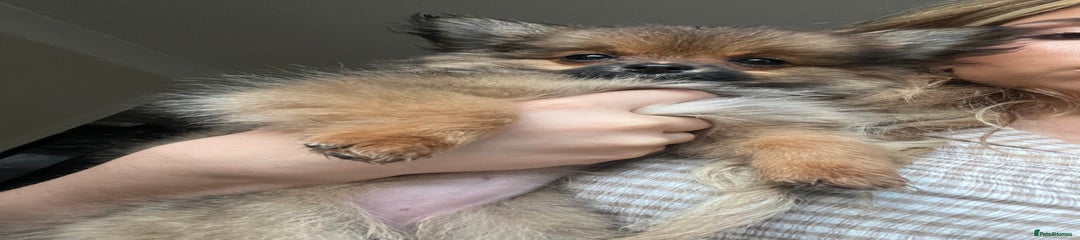 pmochi girl 