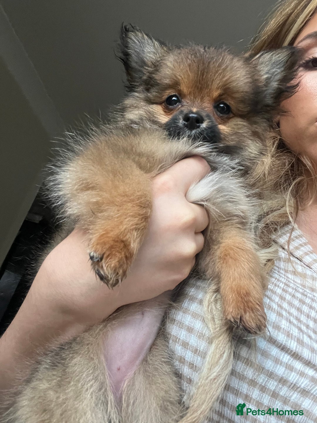 Pomchi dogs for sale: Gorgeous Pomchi girl  - Image 4