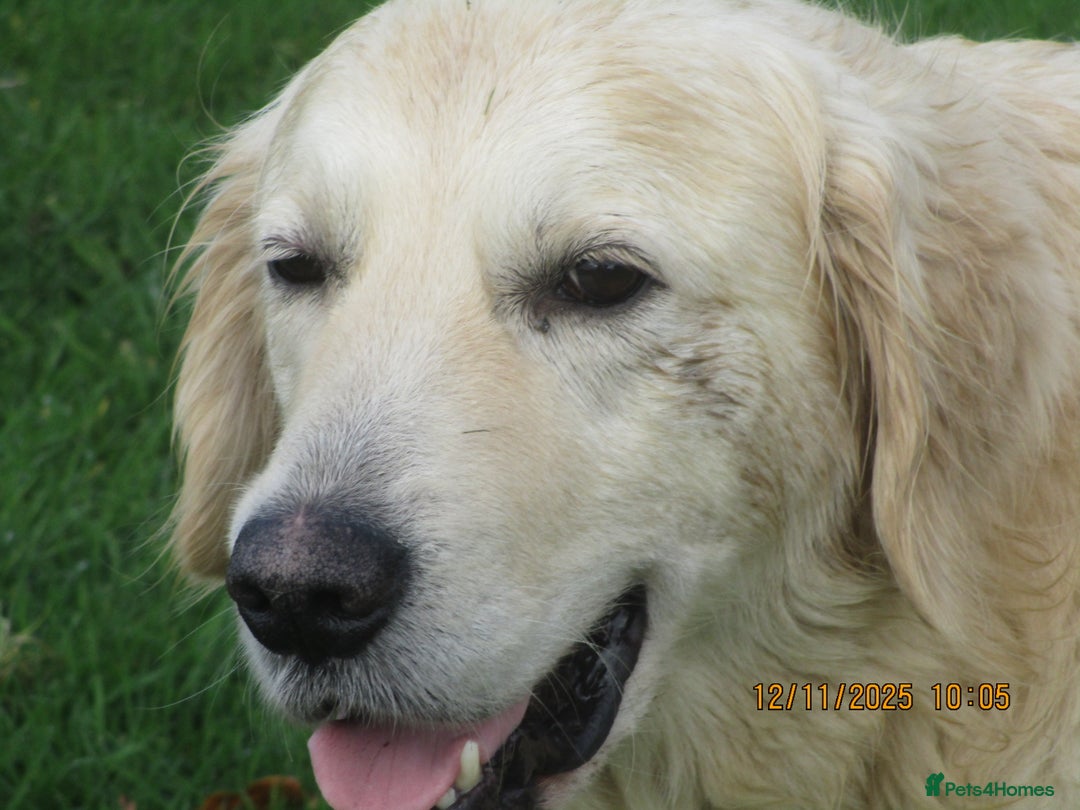 Golden Retriever dogs for sale: golden retriever kc reg x stud dog - Advert 5