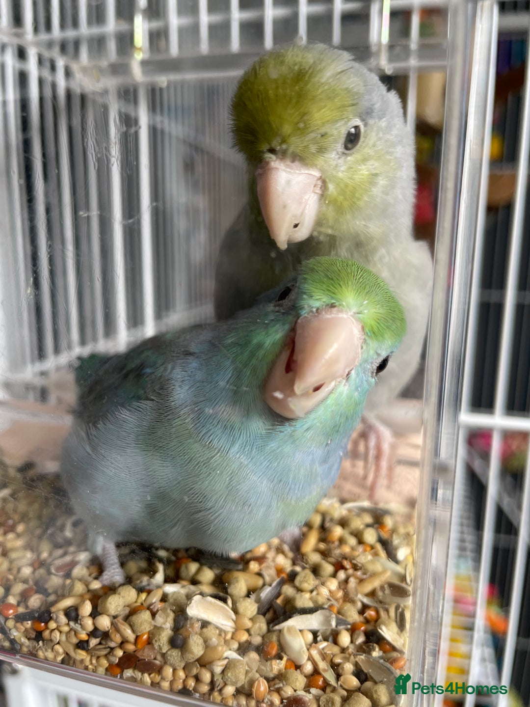 Parrots birds for sale: Pair of Parrotlet's  - Advert 3