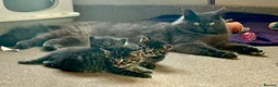 Mixed Breed cats for sale: Gorgeous kittens, 1 grey girl, 2 tabby boys - Advert 13
