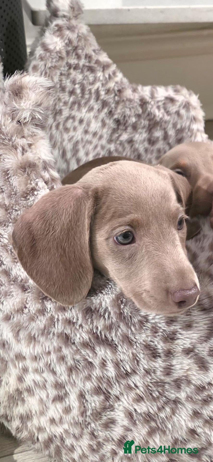 Miniature Dachshund dogs Pedigree Miniature Dachshund AVAILABLE to leave - Advert 1
