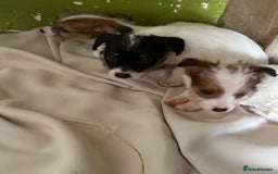Jack Russell dogs for sale:  jack Russell’s pups 3 rough 1 smooth ready now - Image 8