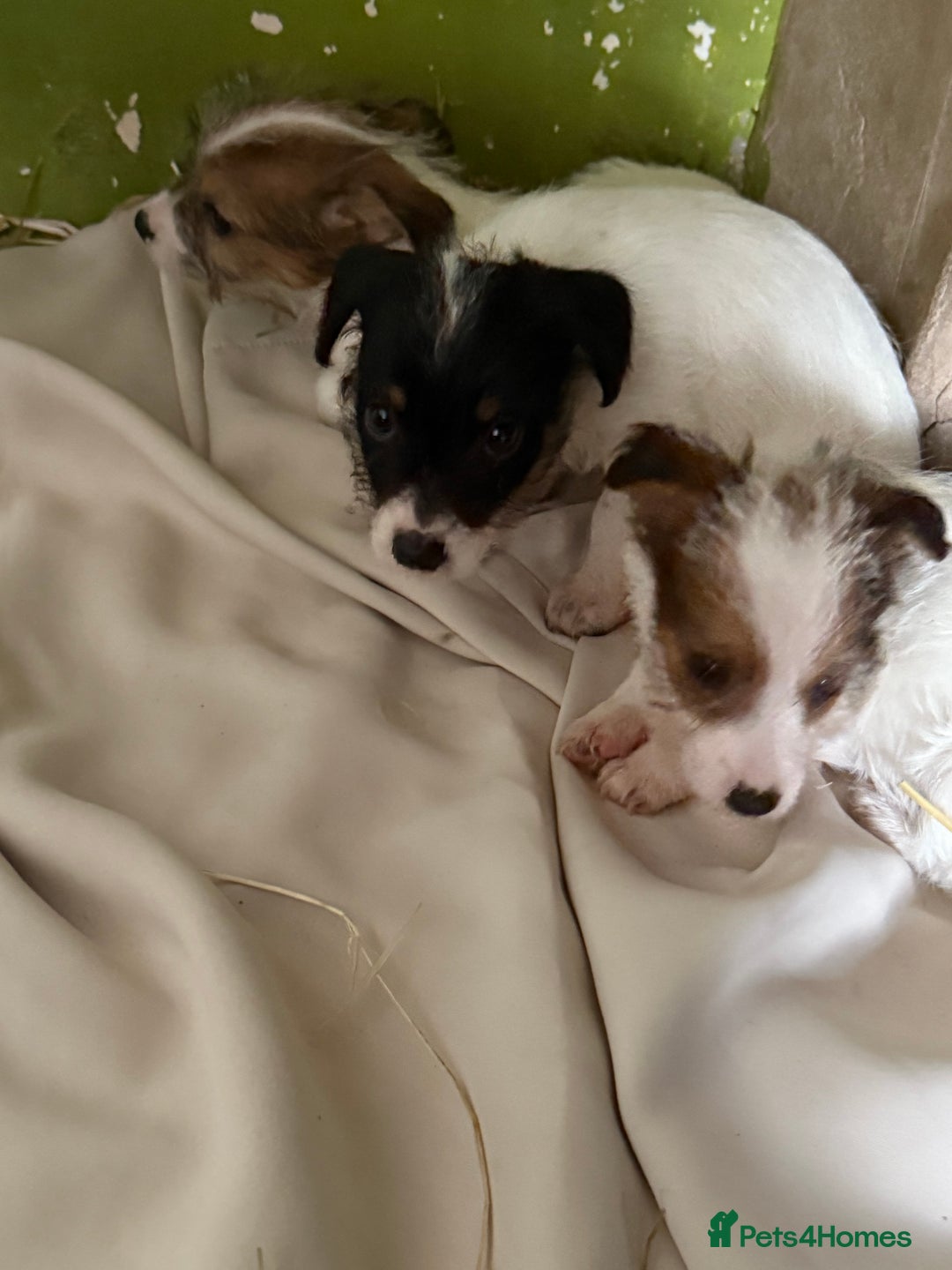 Jack Russell dogs for sale:  jack Russell’s pups 3 rough 1 smooth ready now - Image 8
