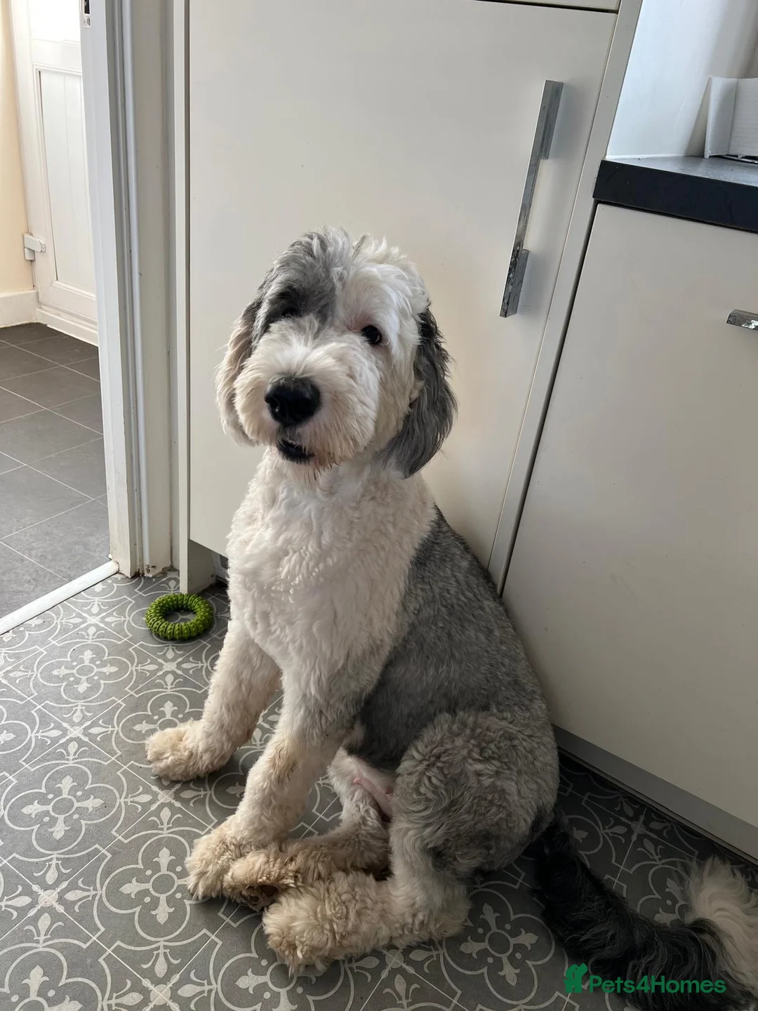 Old English Sheepdog dogs for sale:  Blue Eyes Old English Sheepdog Puppies  - Advert 22