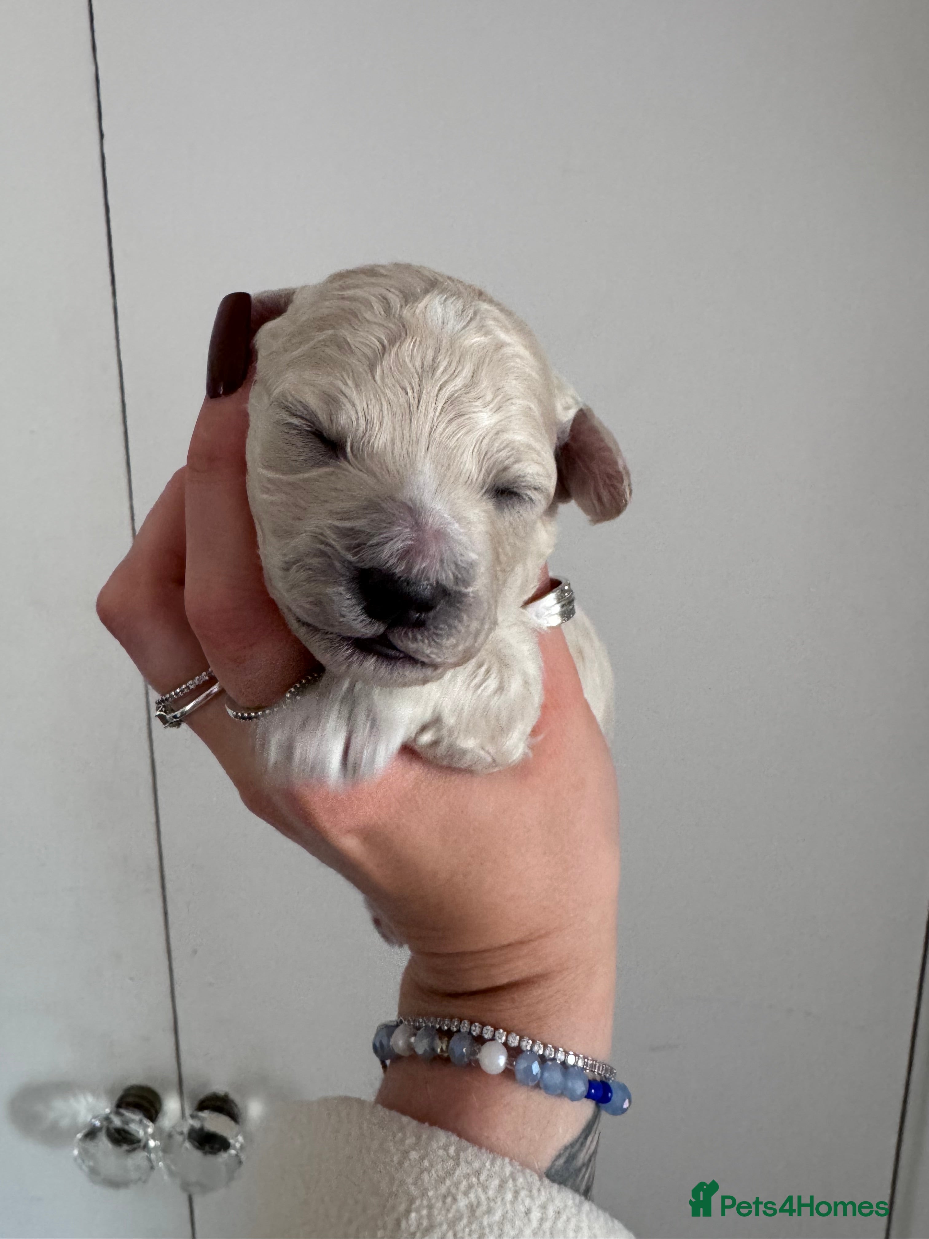 Poochon dogs Poochon puppies  - Advert 3