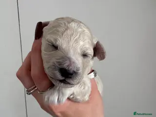 Poochon dogs Poochon puppies - Advert 3