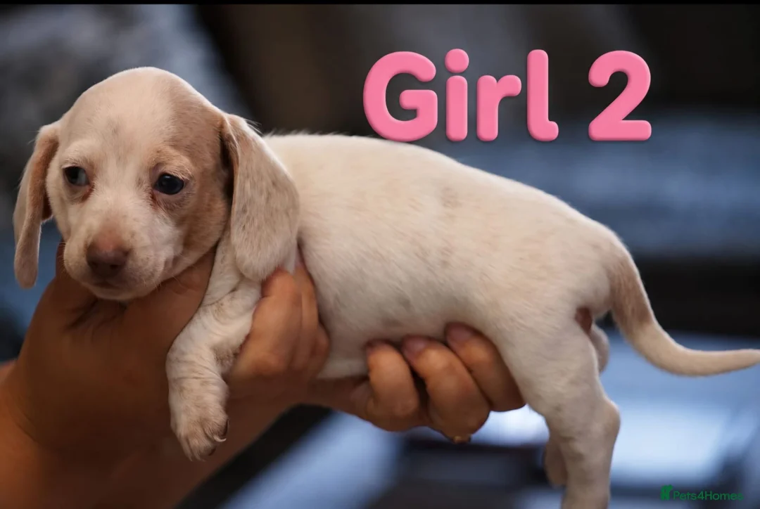 Miniature Dachshund dogs for sale: KC PIEBALD MINIATURE DACHSHUNDS in Birkenhead - Advert 24