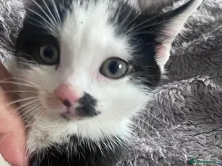 Mixed Breed cats Stunning 8 week old Tuxedo Male Kittens Available - Advert 3