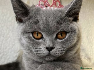 British Shorthair cats Adorable British Shorthair Kittens — READY TO GO! - Advert 4