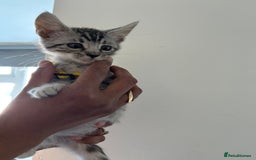 Bengal cats for sale: Bengal x Maine coon  - Image 1