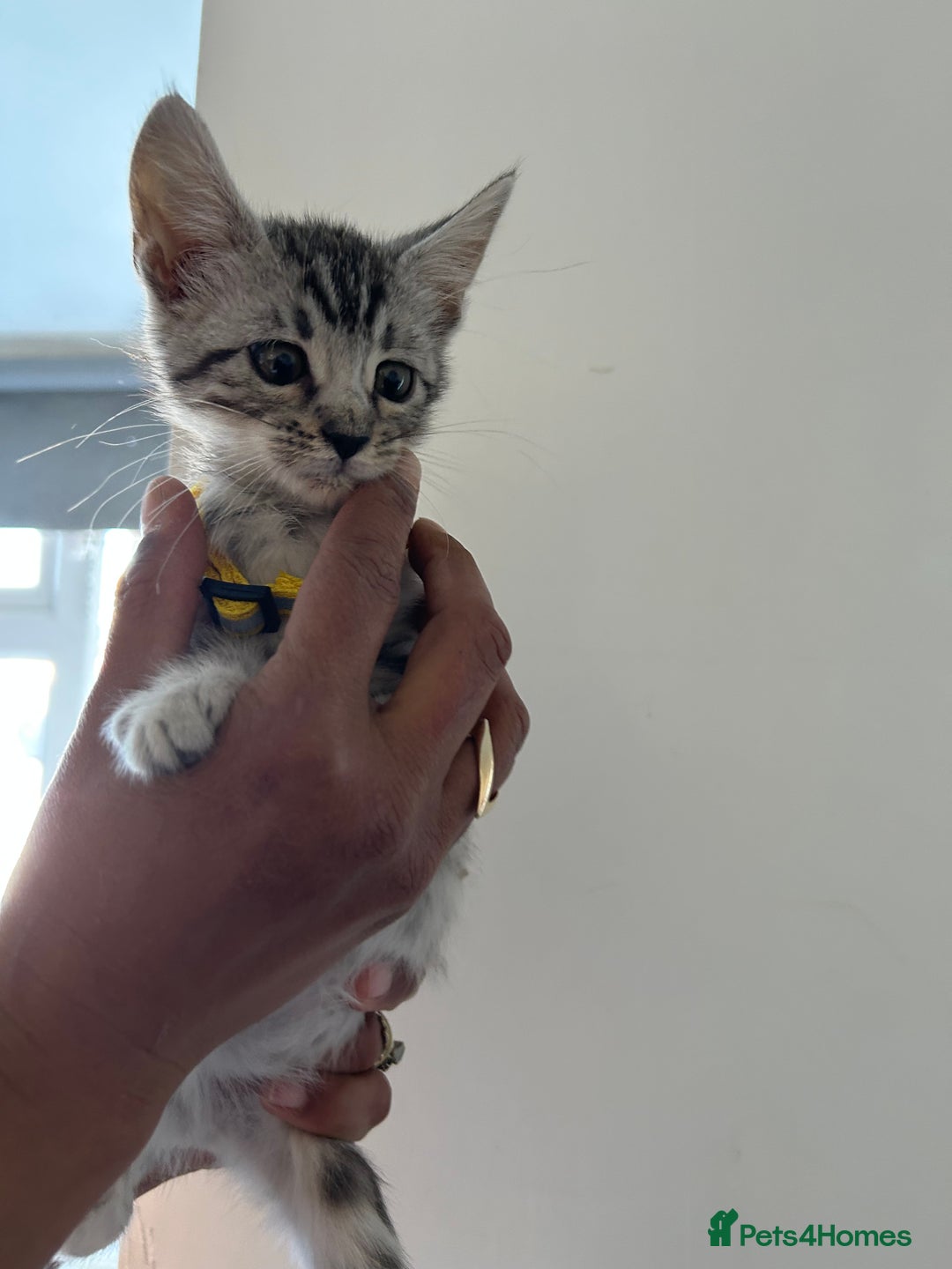 Bengal cats for sale: Bengal x Maine coon  - Image 1