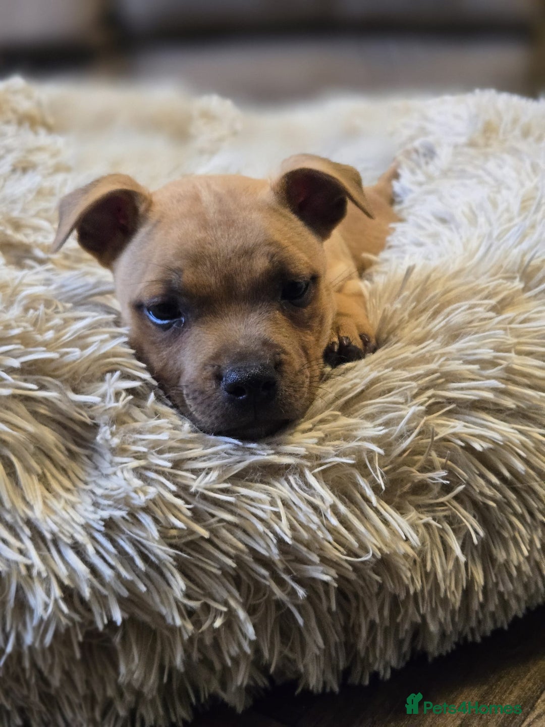 Staffordshire Bull Terrier dogs for sale: !READY NOW! KC Reg Quality Red Staffy Puppies  - Image 12