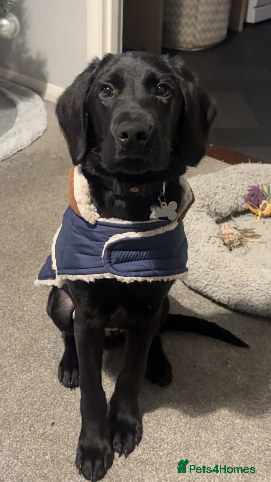 Labrador Retriever dogs for sale: Labrador retriever  - Advert 2