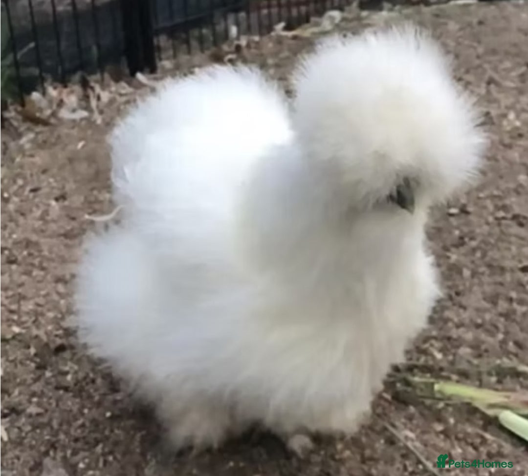 Chickens poultry for sale: Silkies chickens  - Image 1