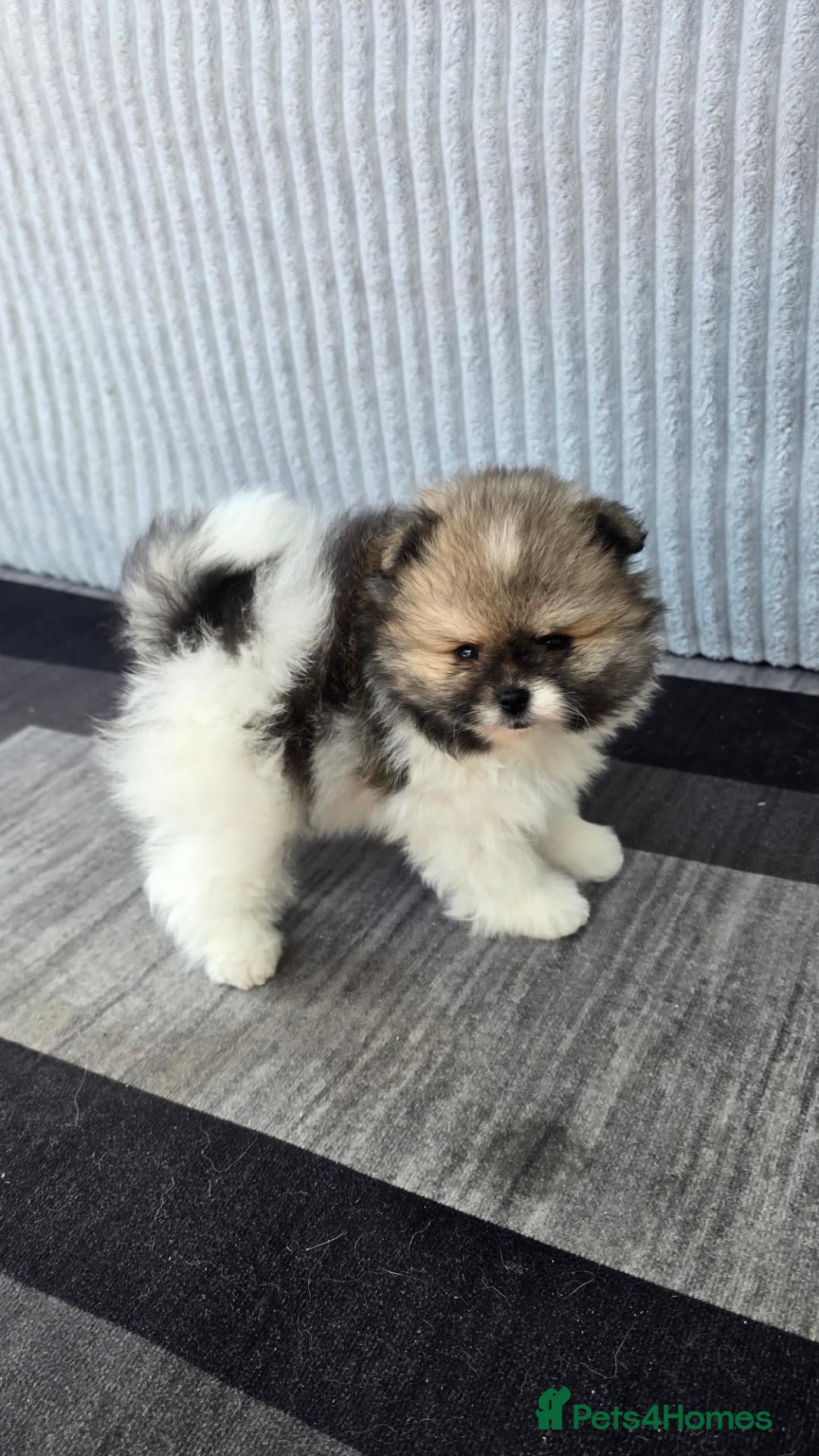 Pomeranian dogs Particolour Poms - Advert 1