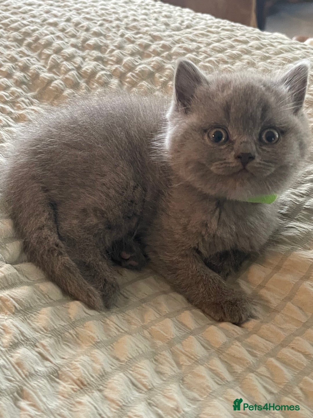 British Shorthair cats for sale: 🐱 Stunning GCCF British Shorthair Kittens  - Advert 4