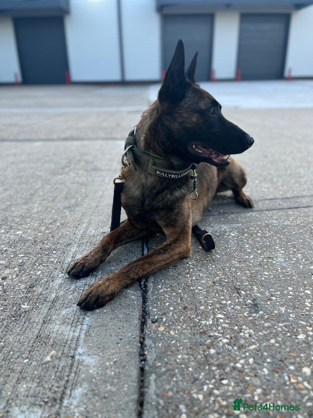 Mixed Breed dogs for sale: Doggo - Advert 2