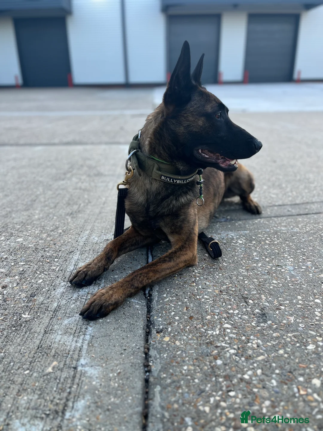 Mixed Breed dogs for sale: Doggo - Advert 2