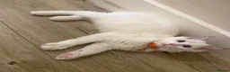 Ragdoll cats for sale: Adorable Playful and Cuddly Pedigree Ragdolls! - Advert 6
