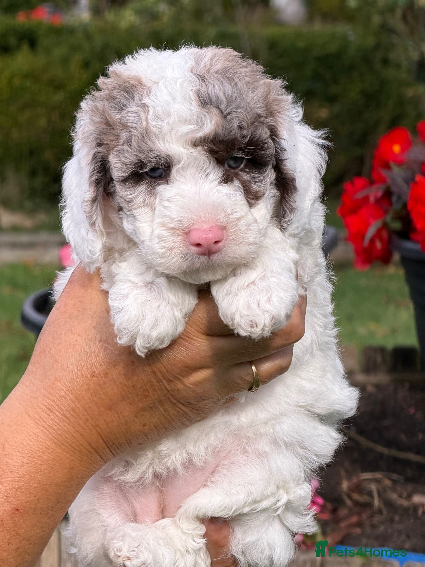 Cockapoo dogs F1b Cockapoos 5⭐️ Licensed Breeder Full DNA Clear - Advert 2
