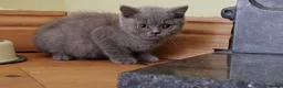 British Shorthair cats for sale: British shorthair babies in Bristol - Advert 3