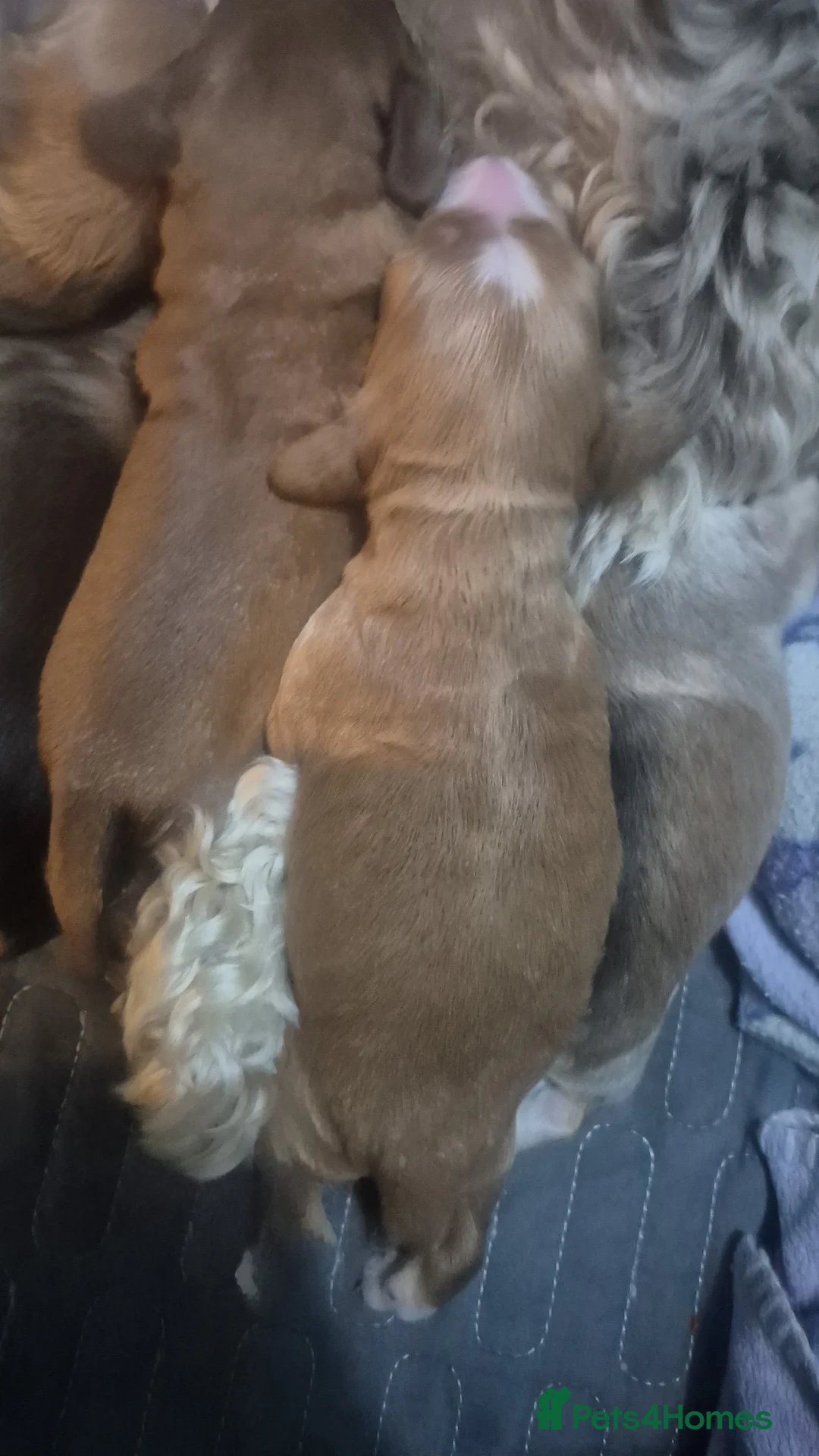 Cockapoo dogs for sale: Beautiful cockapoo puppies - Advert 14