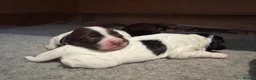 Sprollie dogs for sale: Sprollie Puppies For Sale in Chichester - Advert 3