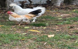 Chickens poultry for sale: Serama boys FREE - Image 4