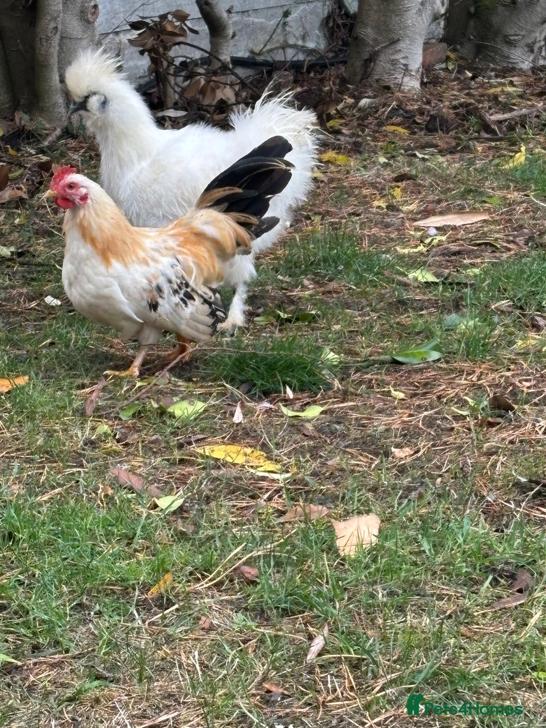 Chickens poultry for sale: Serama boys FREE - Image 4