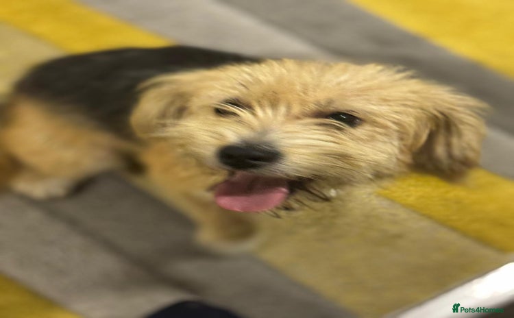 Yorkshire Terrier dogs - Advert 1