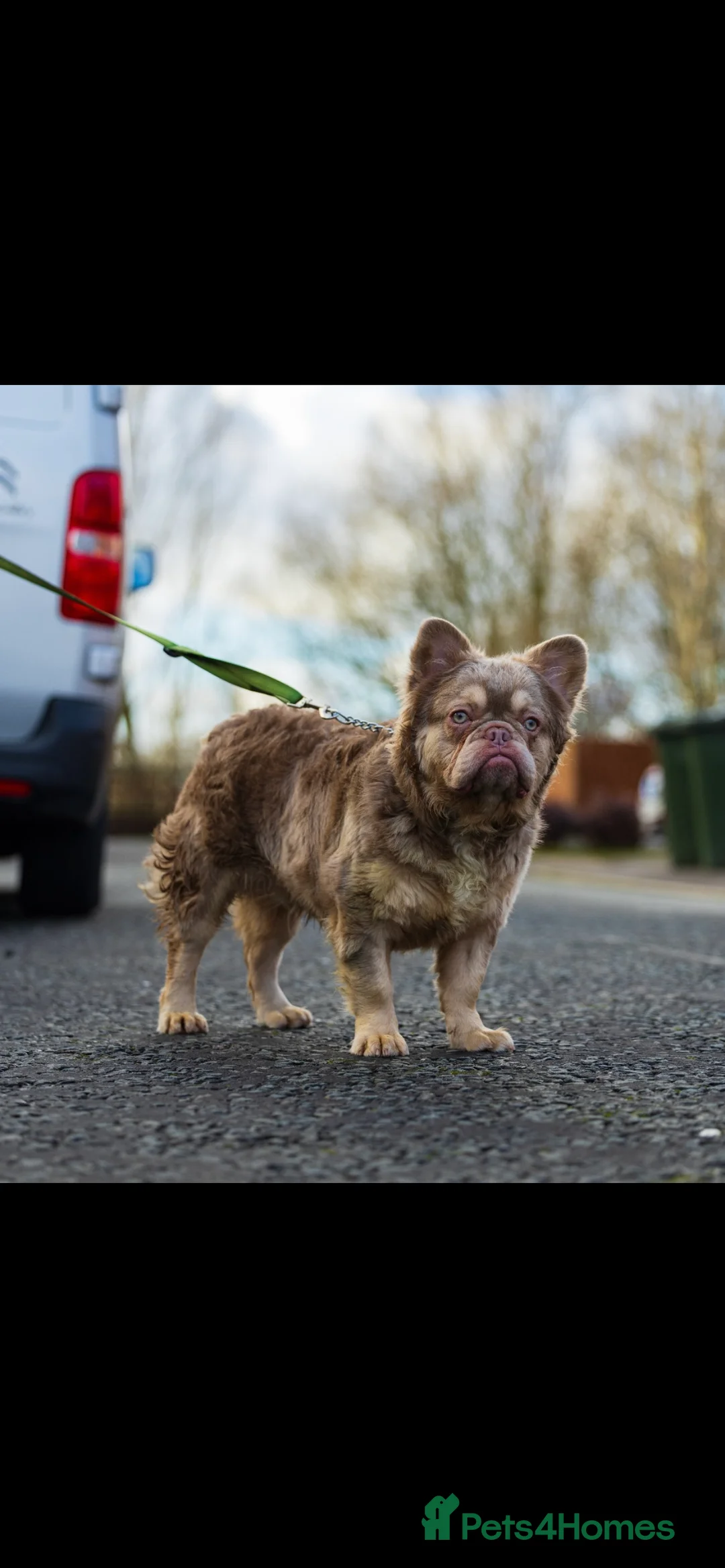 French Bulldog dogs for stud: Visual fluffy new shade boy Fluffiest in the UK  in Manchester - Advert 4