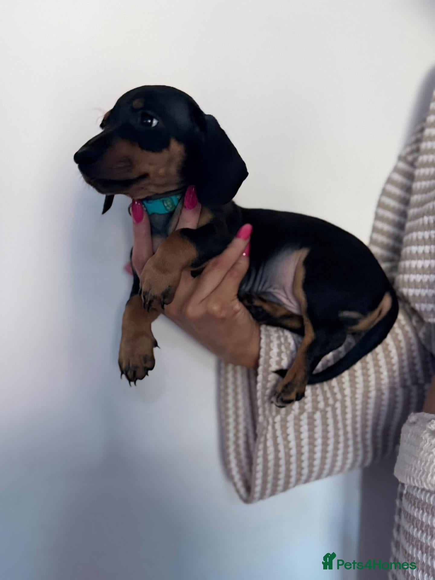 Miniature Dachshund dogs ⭐️⭐️ READY TO LEAVE ⭐️⭐️ - Advert 2
