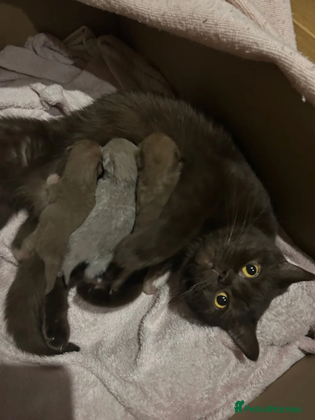 British Shorthair cats for sale: Stunning Lilac and Cinnamon girls available GCCF  - Advert 2