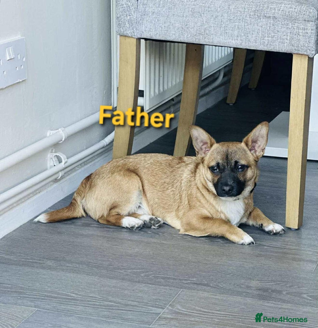 Mixed Breed dogs for sale: Puppy  - Image 8