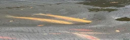 Koi Carp fish for sale: Grass carp in Coulsdon - Advert 1