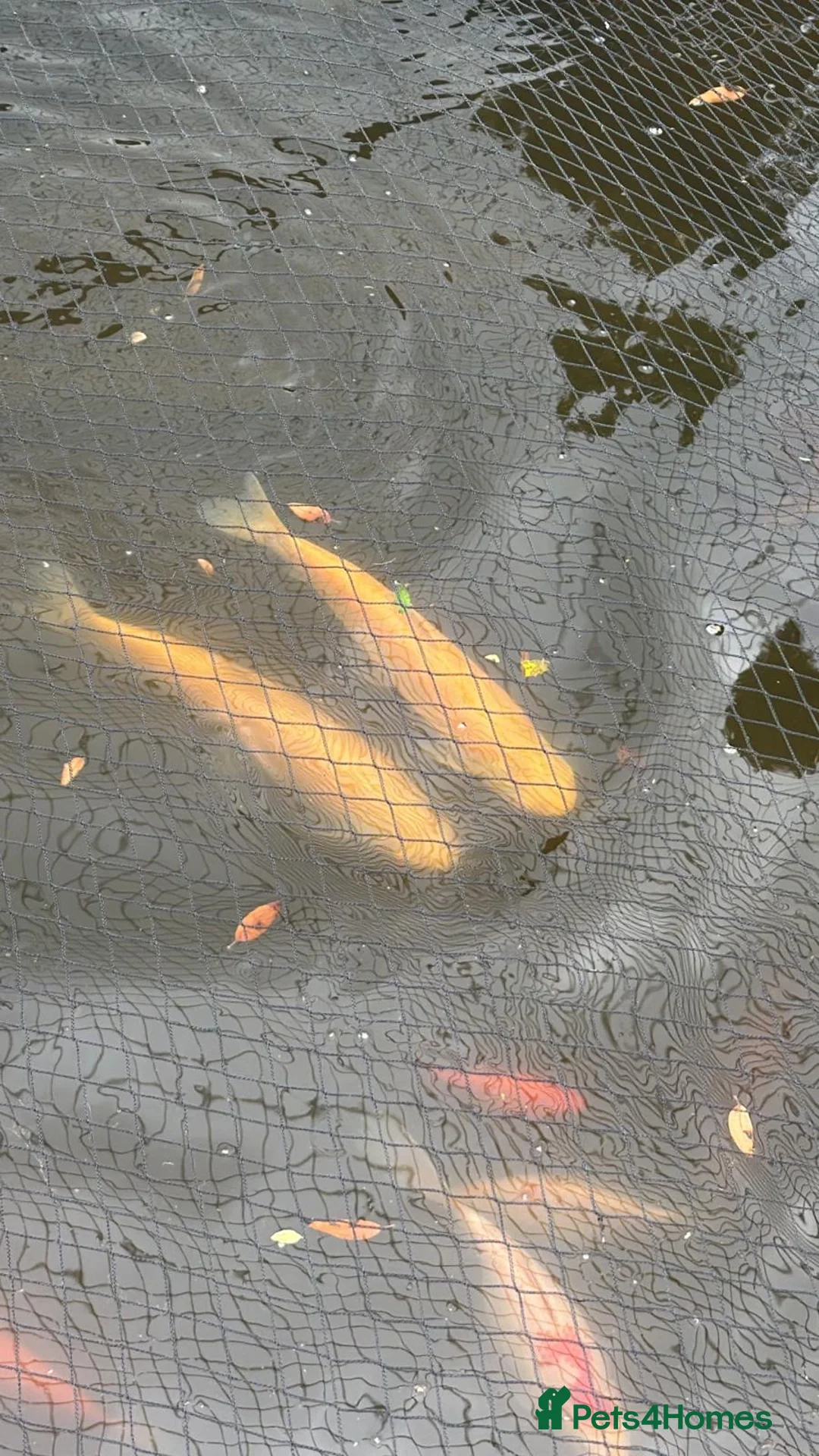 Koi Carp fish for sale: Grass carp in Coulsdon - Advert 1