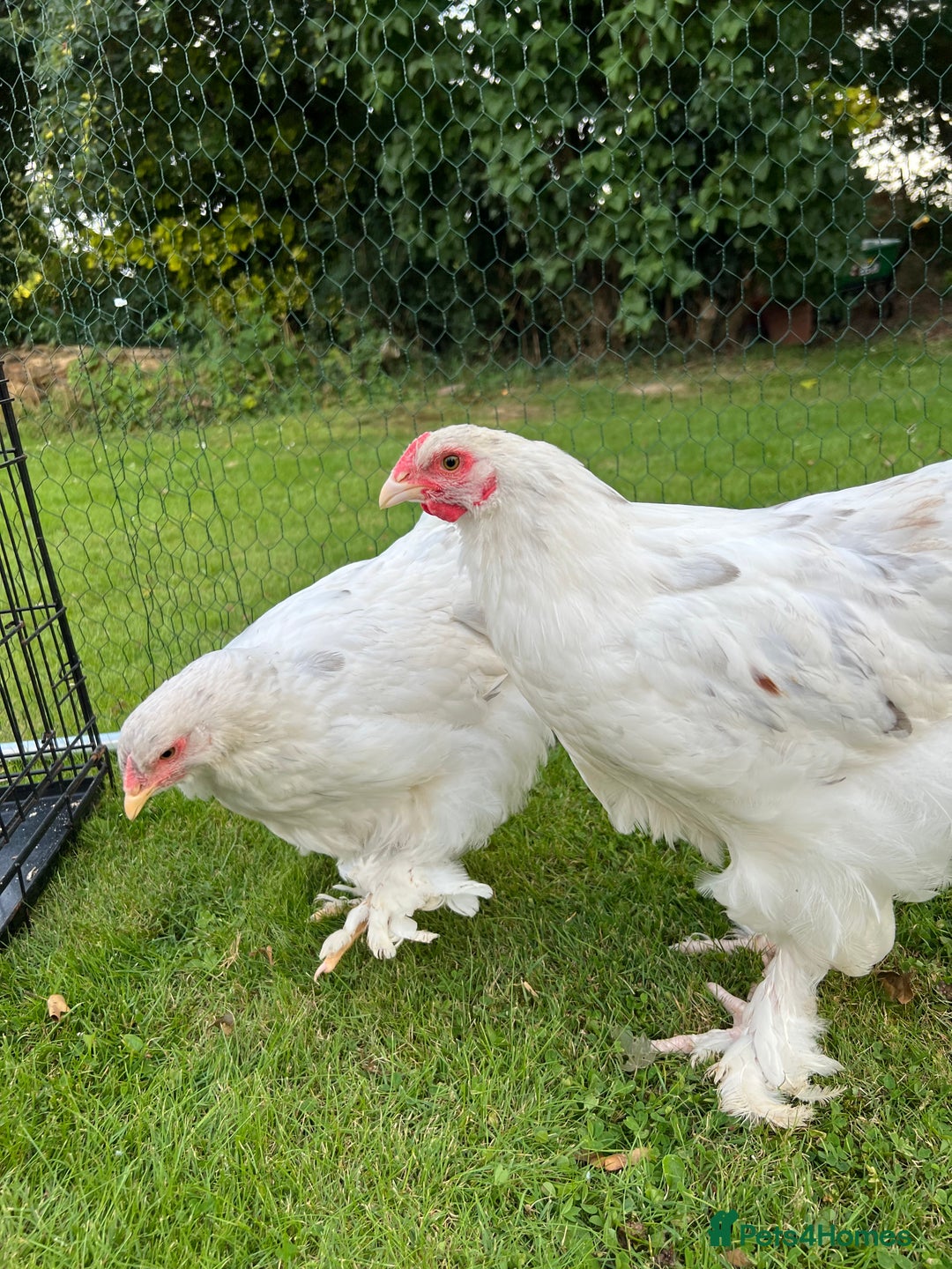 Chickens poultry for sale: Brahmas/Jersey giants - Image 6