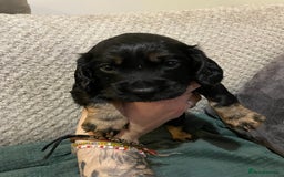 Cocker Spaniel dogs for sale: Beautiful kc registered working cocker spaniels - Image 6