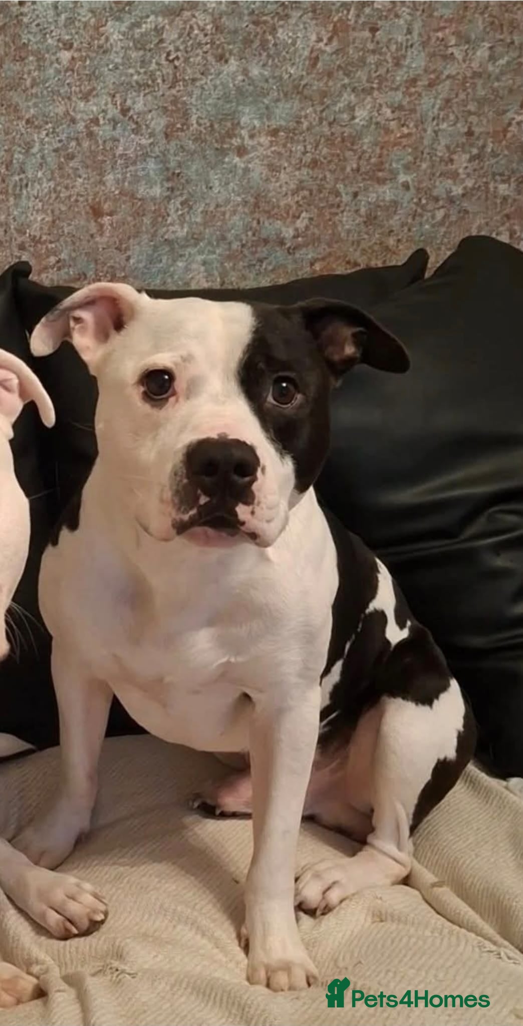 Mixed Breed dogs "BEAR" For Sale - Advert 2