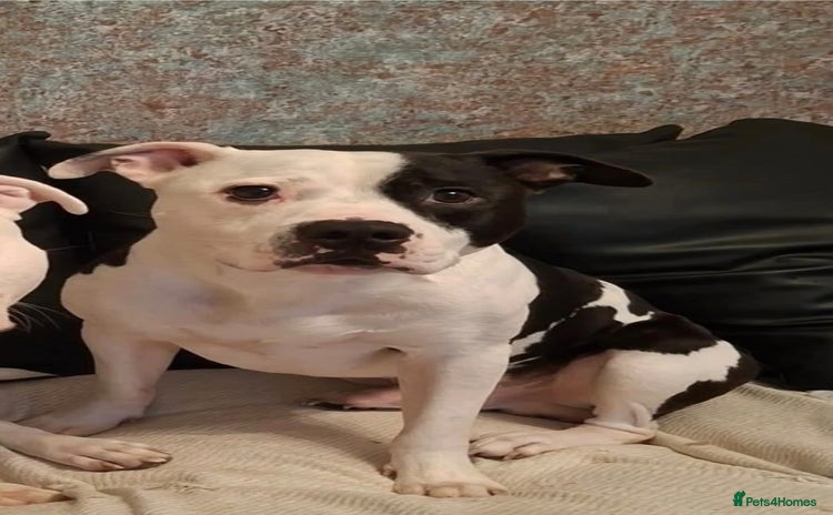 Mixed Breed dogs - Advert 11