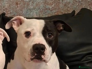 Mixed Breed dogs - Advert 2