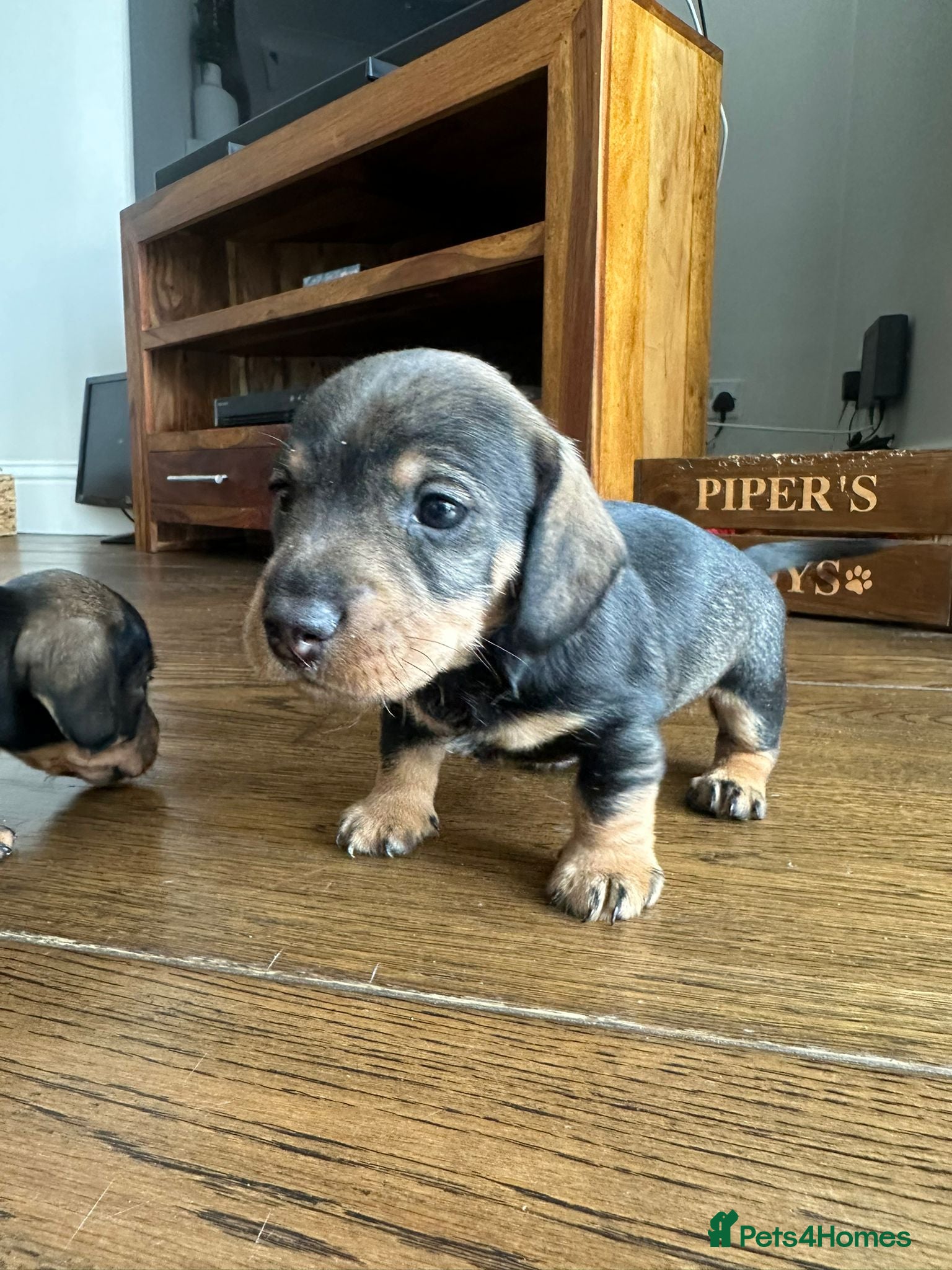 Dachshund dogs Wirehaired dachshunds ( teckels) - Advert 2