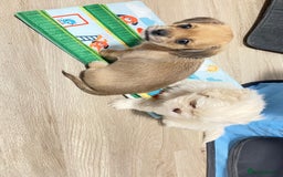 Shih Tzu dogs for sale: 2 adorable little imperial Shih tzus boys - Image 4