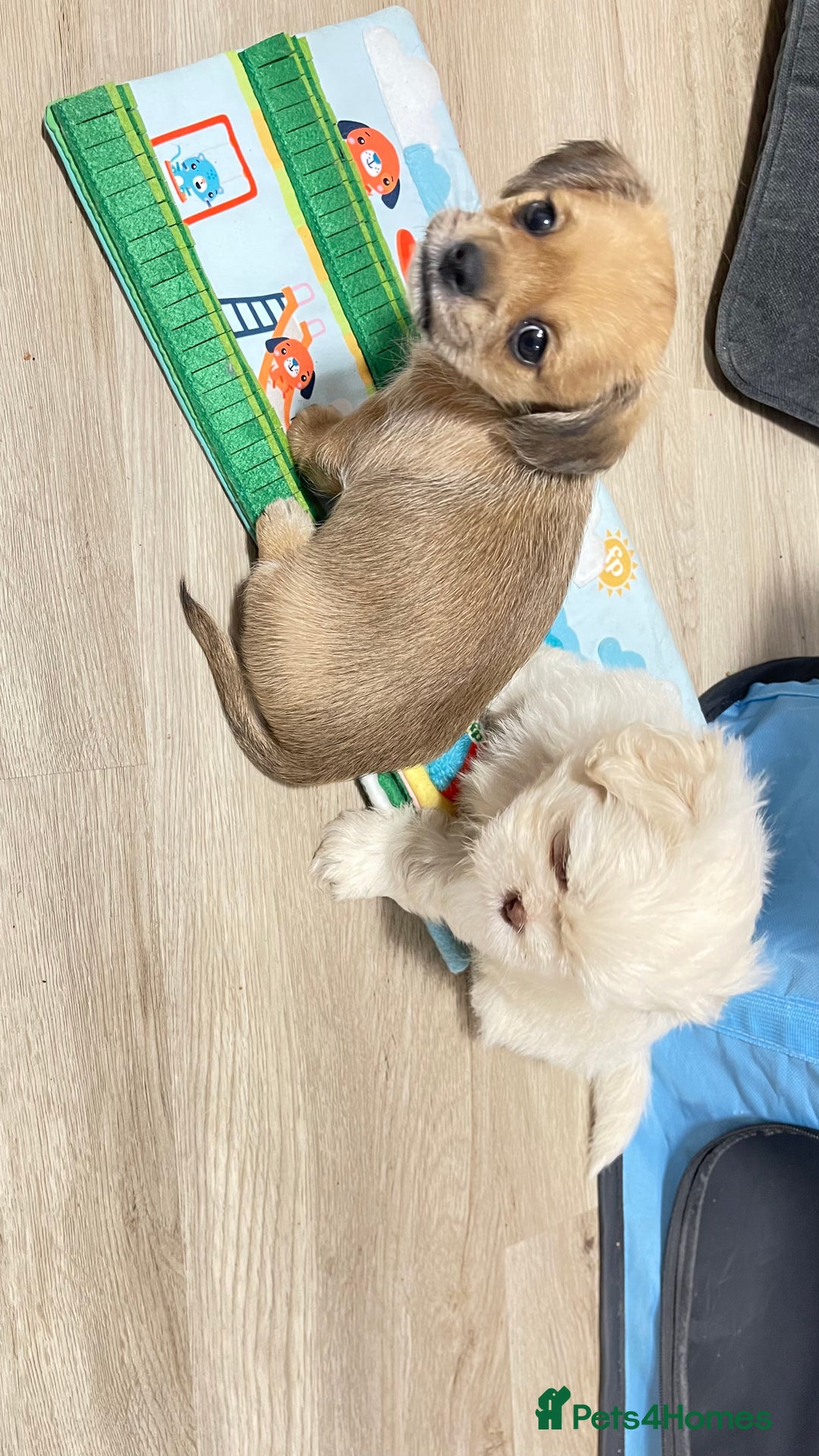 Shih Tzu dogs for sale: 2 adorable little imperial Shih tzus boys - Image 4