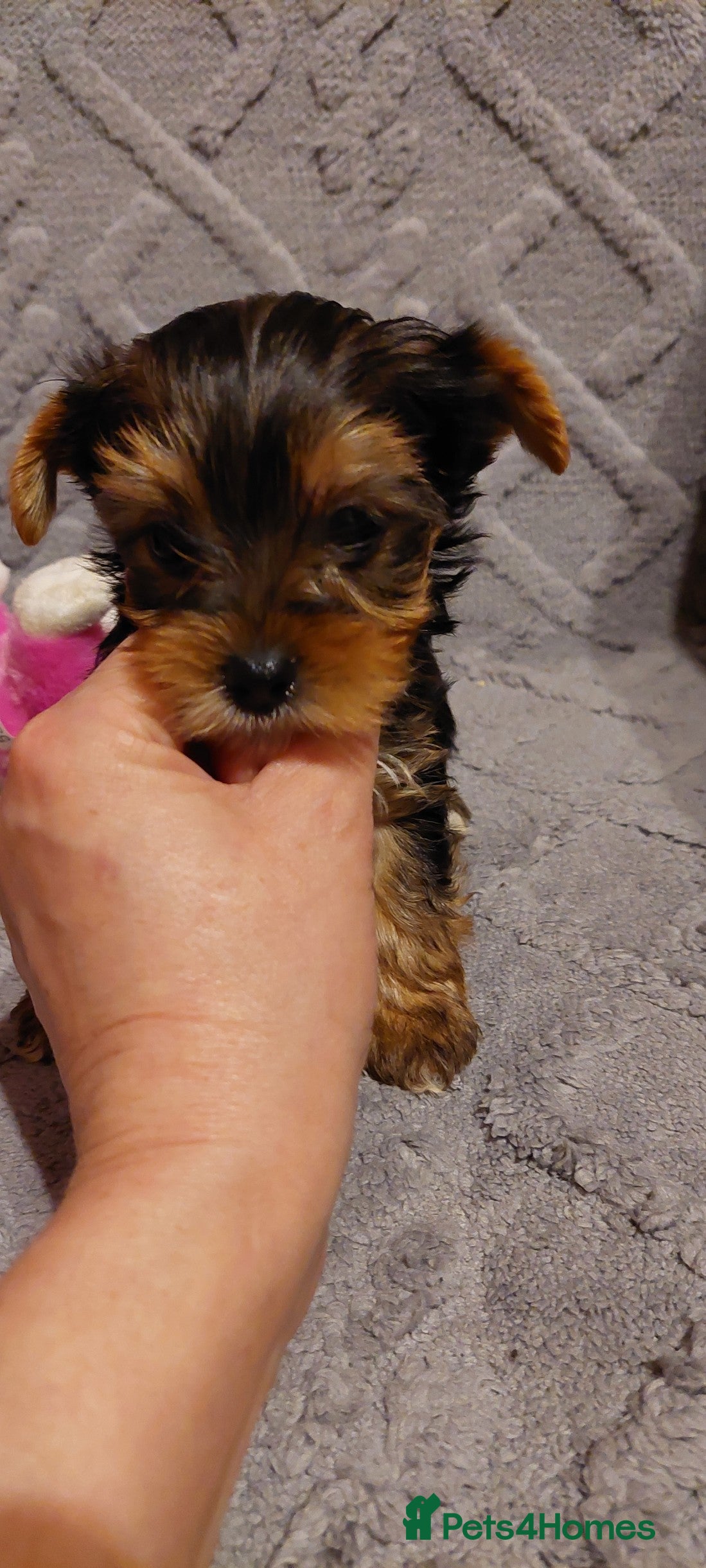 Yorkshire Terrier dogs beautiful black and tan Yorkshire terriers - Advert 17