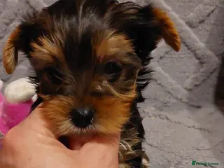 Yorkshire Terrier dogs beautiful black and tan Yorkshire terriers - Advert 17